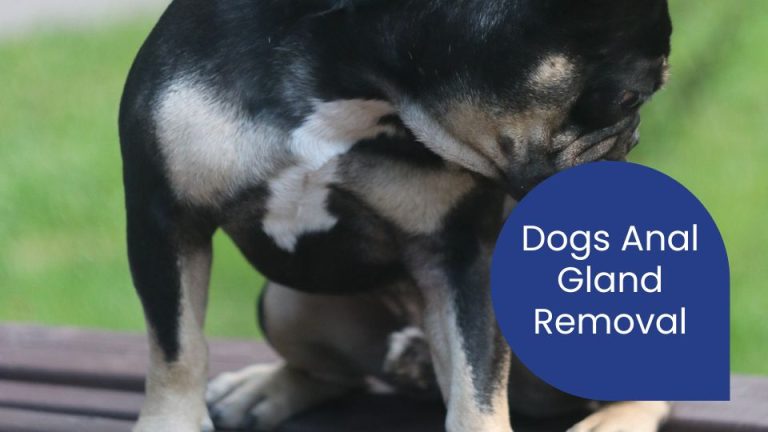 Photo inspiration: Anal Gland Removal A Simple Surgical Solution For Dog Scooting Photo Inspiration