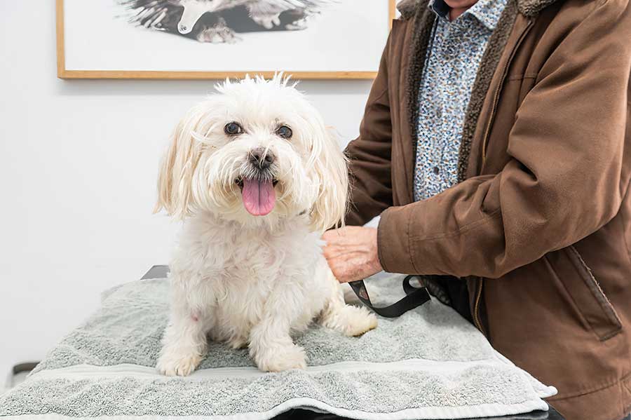 Dog TPLO Surgery