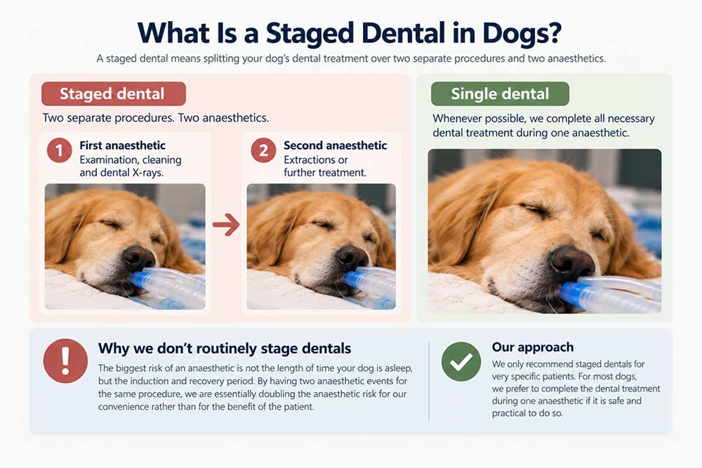 Staged Dental in Dogs and Cats