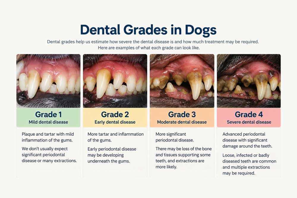 Dental Grades Mean in Dogs