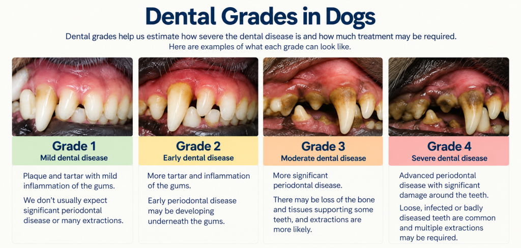 Dental Grades Mean in Dogs