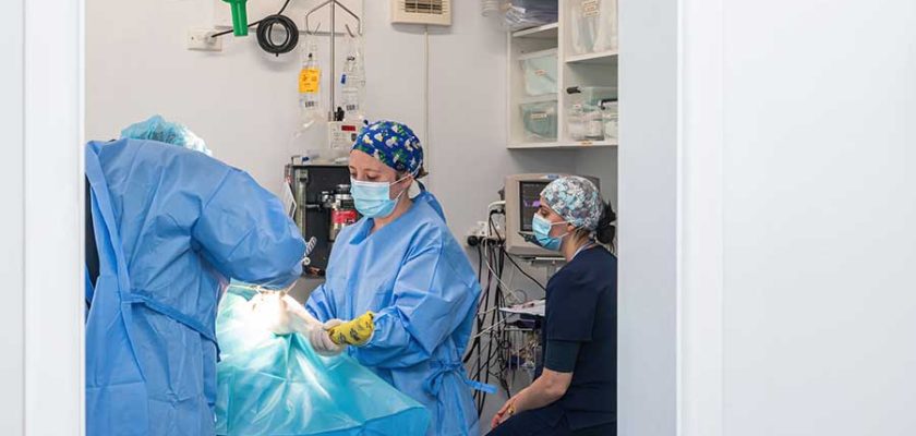 TPLO Surgery Dog