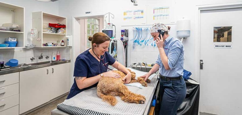 How Long Does a FHO Surgery Take for Dogs?