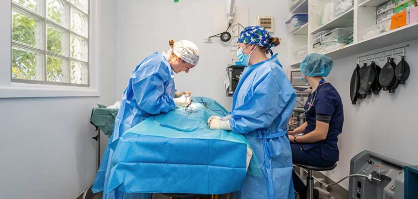 How Long Does Patella Surgery Take for Dogs
