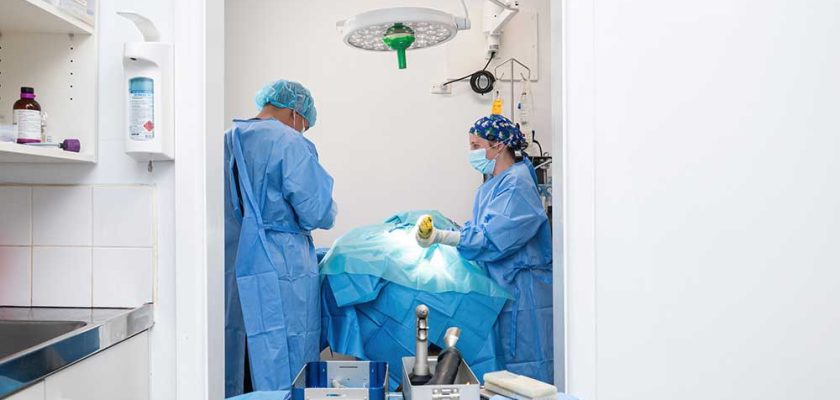 Patella Surgery Dog