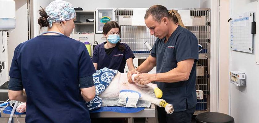 Luxating Patella in Dogs